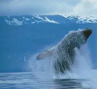 包含1[Ct?@$鲸酺T?的词条-九游电竞